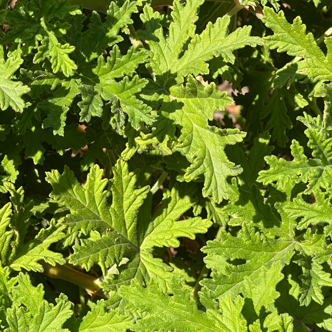 Repelente Citronella Bebé Liv